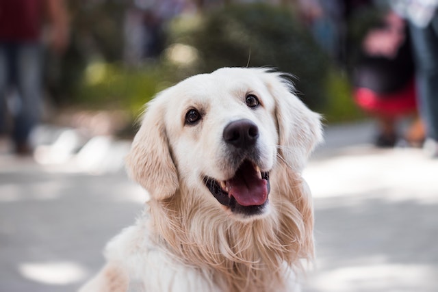 hond